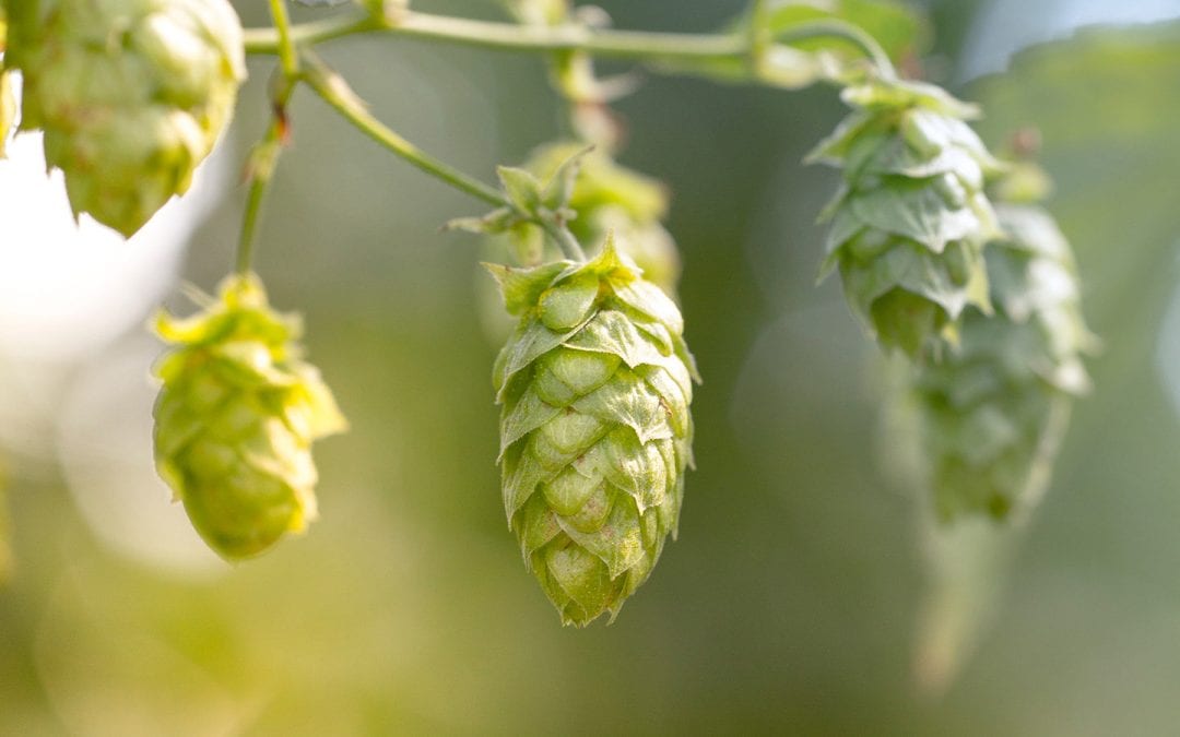 For the Love of Hops!!